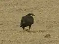 Adult bird, Thar desert, Rajasthan (India).