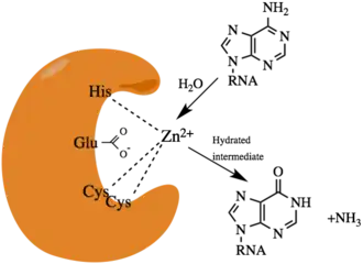 ADAR1 active site