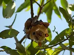 Brown bat