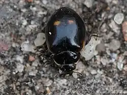 Unusual form