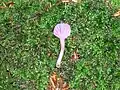 The Amethyst Deceiver (Laccaria) at Giffordland
