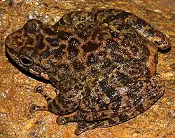 Amolops albispinus