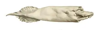 #68 (18/7/1895) Mantle measuring 46&nbsp;cm originally recovered from sperm whale vomit, from a 1900 work by Louis Joubin (Joubin, 1900:pl. 15 fig. 8). This specimen is the holotype of Dubioteuthis physeteris.