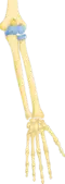 Bones of the forearm - ulna (left) and radius (right)