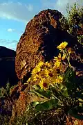 Balsamorhiza sagittata