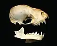 Artibeus obscurus skull