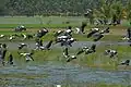 Openbill storks