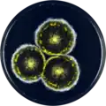 Aspergillus halophilicus growing on YES plate