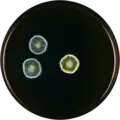 Aspergillus intermedius growing on MEAOX plate
