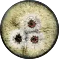 Aspergillus labruscus growing on CYA plate
