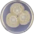 Aspergillus longivesica growing on CYA plate