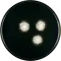 Aspergillus pseudoglaucus growing on CYA plate