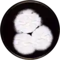 Aspergillus violaceus growing on YES plate