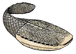 Pteraspidomorph