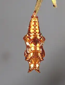 Pupa