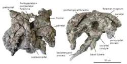 Two pieces of fossilized bone from the head of the dinosaur