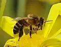 Honey bee