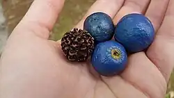 Three fruit and a pyrene -may possibly be E. grandis