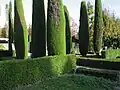 There are many trees