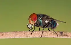Image 64Numerous species of Calliphoridae or blow fly commonly known as Green bottle fly are found in Bangladesh. The pictured specimen was photographed at Baldha Garden, Dhaka. Photo Credit: Azim Khan Ronnie