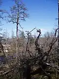 Six years after the fire