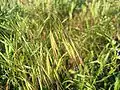 barren brome B. sterilis