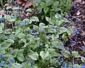 Siberian Bugloss Jardin des Plantes, Paris, France in April