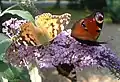 Buddleja davidii flowers with painted lady, peacock and (underneath) small tortoiseshell butterflies