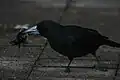 Eating a rhinoceros beetle