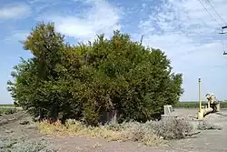 Buttonwillow Tree