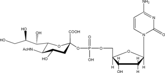 CMP-NeuNAc
