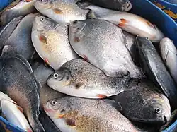 Cage-reared fish, My Tho, Mekong delta, Vietnam