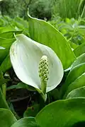 Marsh calla, Lake Retournemer.