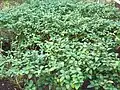 plants