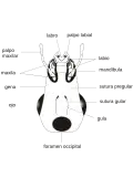 Figure 1 Head Posterior view