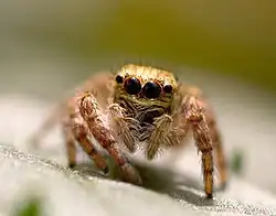 Female, front view