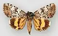 Catocala connubialis f. sancta connubial underwing