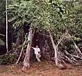 Buttress roots of an especially large Ceiba tree near shore of Amazon River, close to Iquitos, Peru
