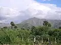 Landscape with caranday palms
