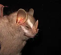 Brown bat