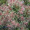 Clematis terniflora seed clusters on plant