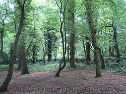 Coppett's Wood