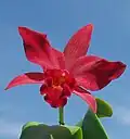 Ctt.&nbsp;Jewel Box 'Scheherazade' (= Gur. aurantiaca × C.&nbsp;Anzac 'Orchidhurst') Formerly Slc. Jewel Box, Ctt.&nbsp;Jewel Box is one parent of Ctt.&nbsp;Hazel Boyd.