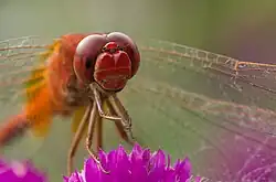 Image 61Numerous species of Dragonflies are native in Bangladesh. The pictured specimen was photographed at Baldha Garden, Dhaka. Photo Credit: Azim Khan Ronnie