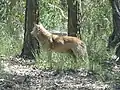 A dingo at Yengo National Park
