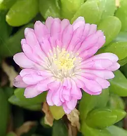 A large pink flower