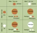 Punnett square: Inheritance with two genetic carriers