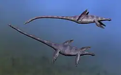 Drawing of two elasmosaurs underwater.