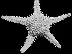 Eratosaster jennae