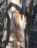Trunk bark